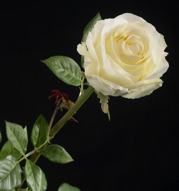 VGnewtrend Искусственное растение из полиэстера sun-id-1389321 - Вид №3