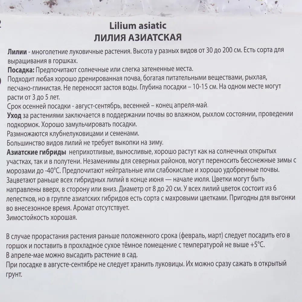 Лилия азиатская Жиронда 14/16, 1 шт 81945454 STLM-2047896 Santreyd  - Вид №2