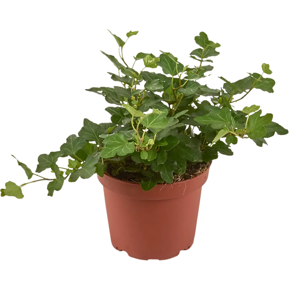 Santreyd Хедера Хеликс микс - вьющееся комнатное растение 82383182 STLM-0958964