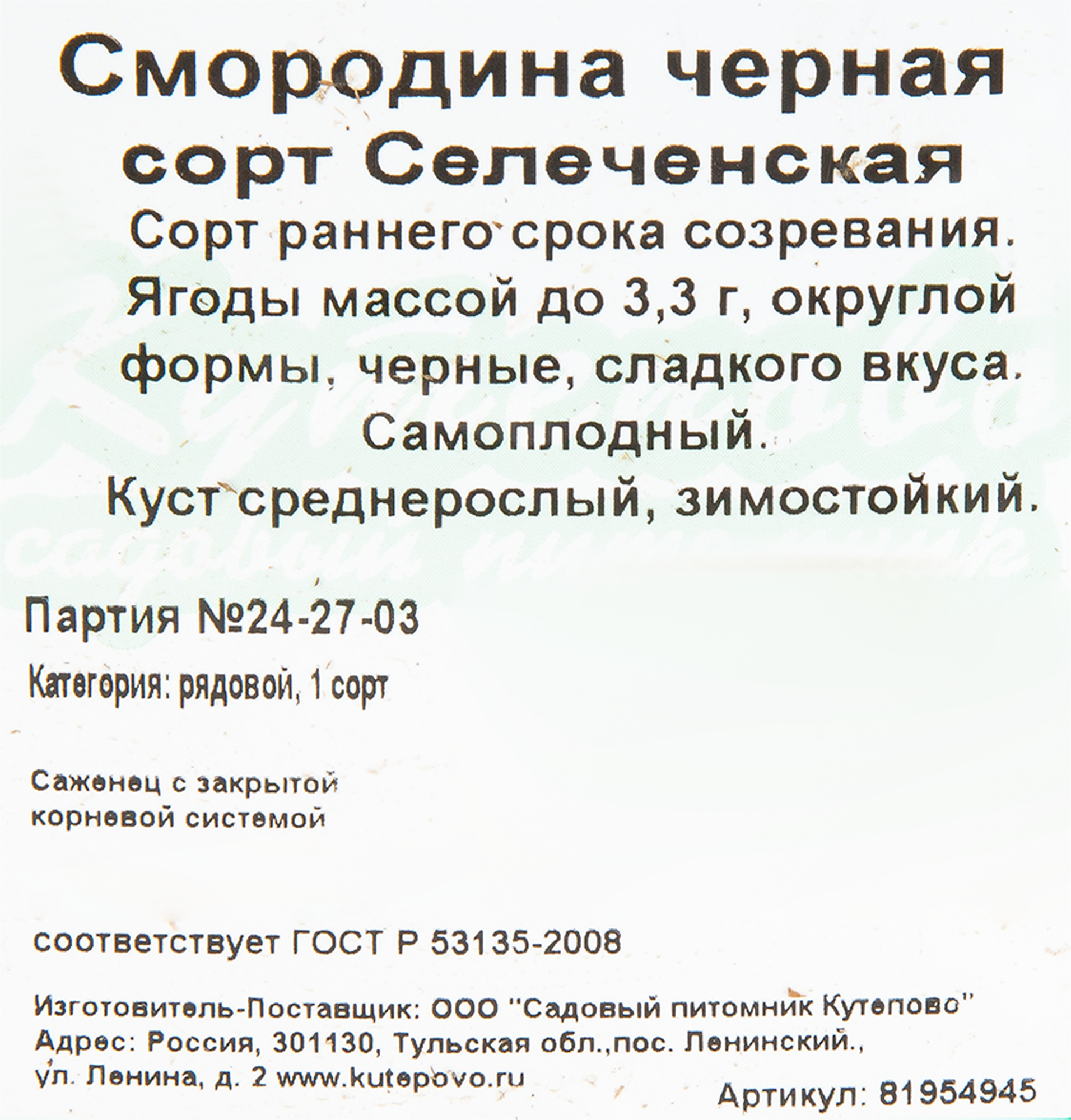 Саженец смородины чёрной «Селеченская» h40 см 81954945 Santreyd STLM-0015232 - Вид №2