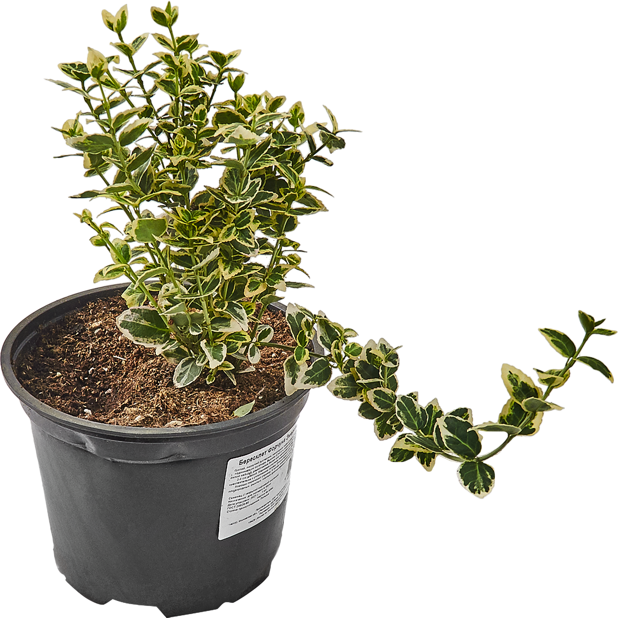 Бересклет Форчуна Эмералд Гайети Santreyd - почвопокровный кустарник с декоративной листвой 85325347 STLM-0061582