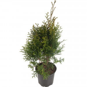 82176353 Туя западная «Голден Смарагд» 5-7.5 л 50-70 см