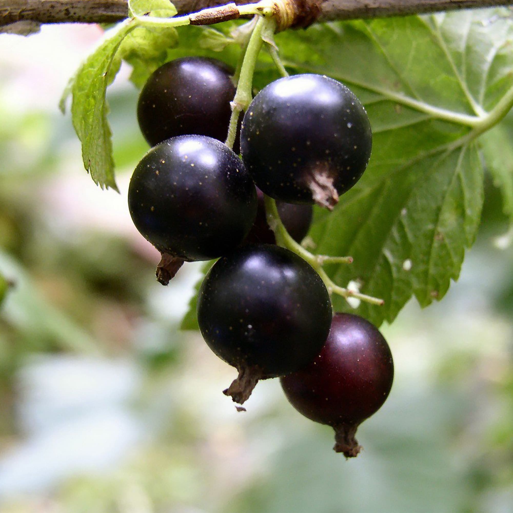 18469878 Смородина чёрная «Селеченская», С3-С4 Santreyd  - Вид №2