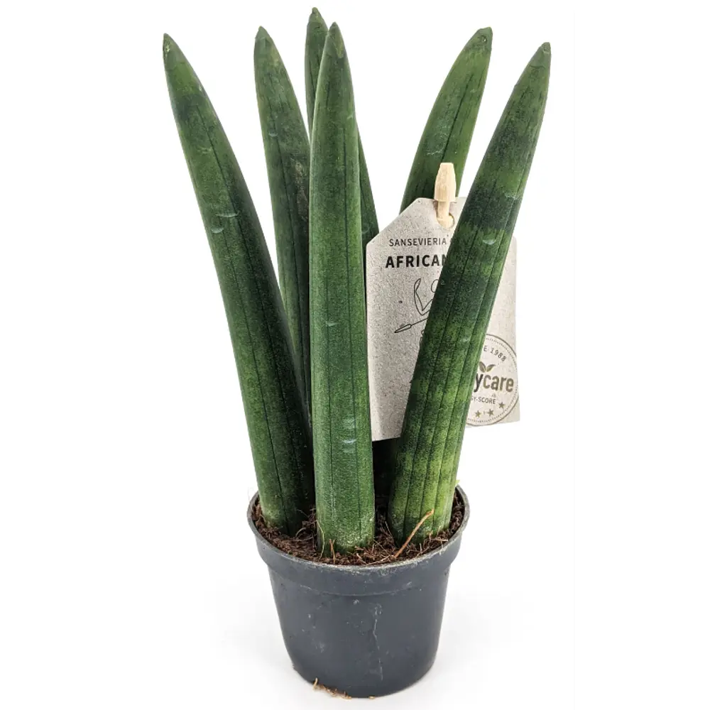 Santreyd Сансевиерия Цилиндрика — изящный суккулент с вертикальными листьями 83673166 STLM-0043310