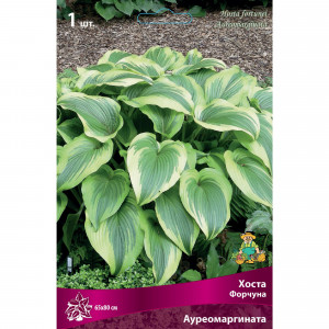 88294695 Хоста Форчуна Ауреомаргината луковица I