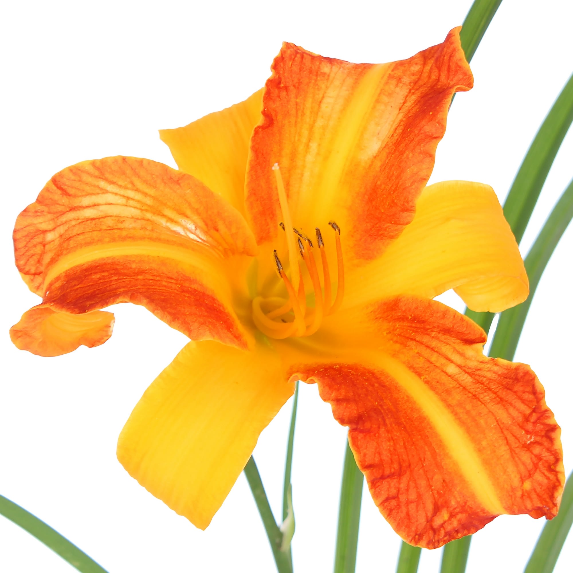 81954827 Лилейник С1 «Франц Холз» Santreyd  - Вид №1