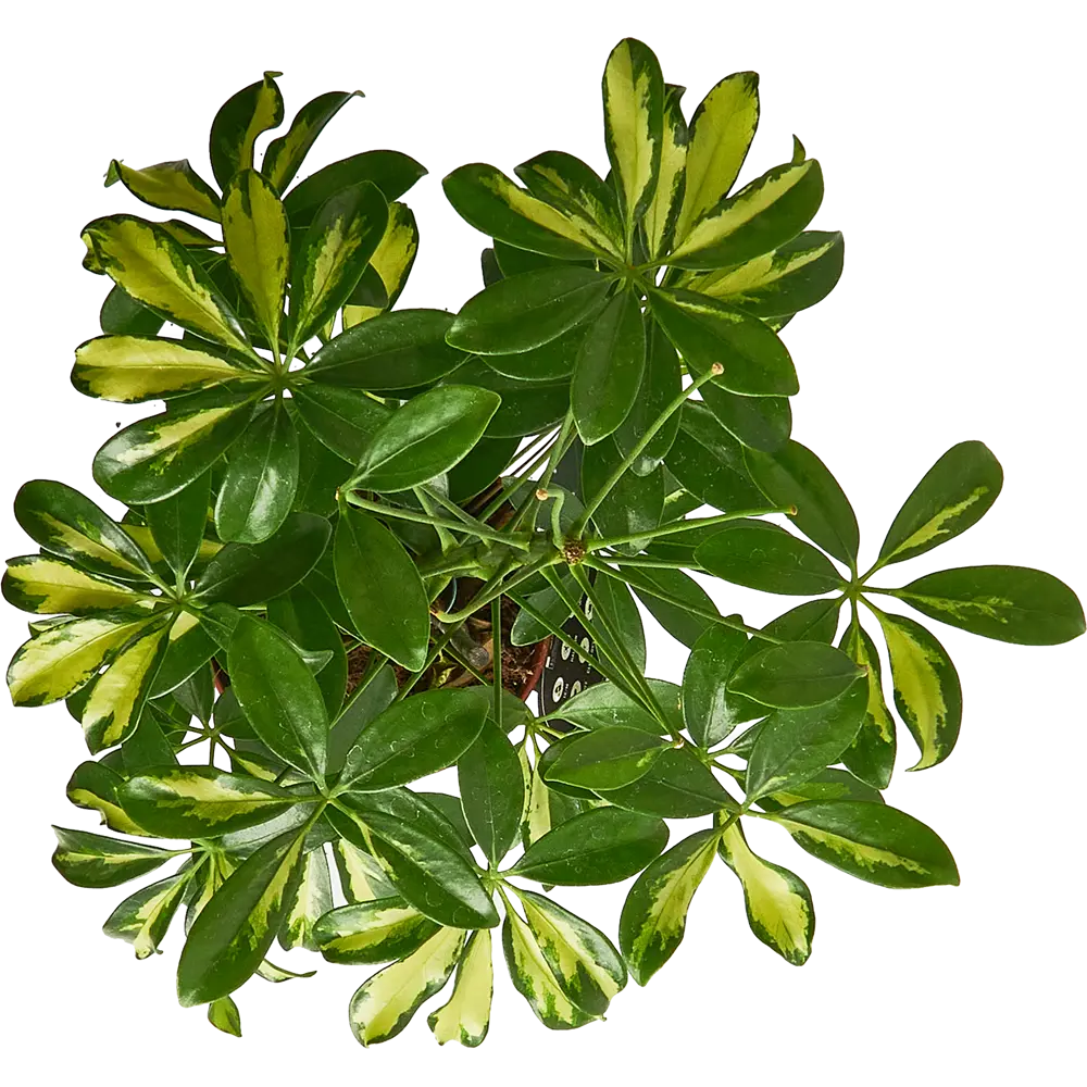 Santreyd Шеффлера Арборикола - вечнозеленая лиана для интерьера 85324856 STLM-0061468 - Вид №2