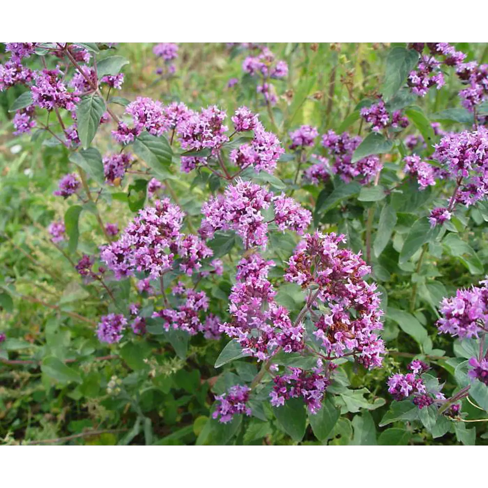 Душица в кассете, 6 шт. 82585466 STLM-2039140 Santreyd 