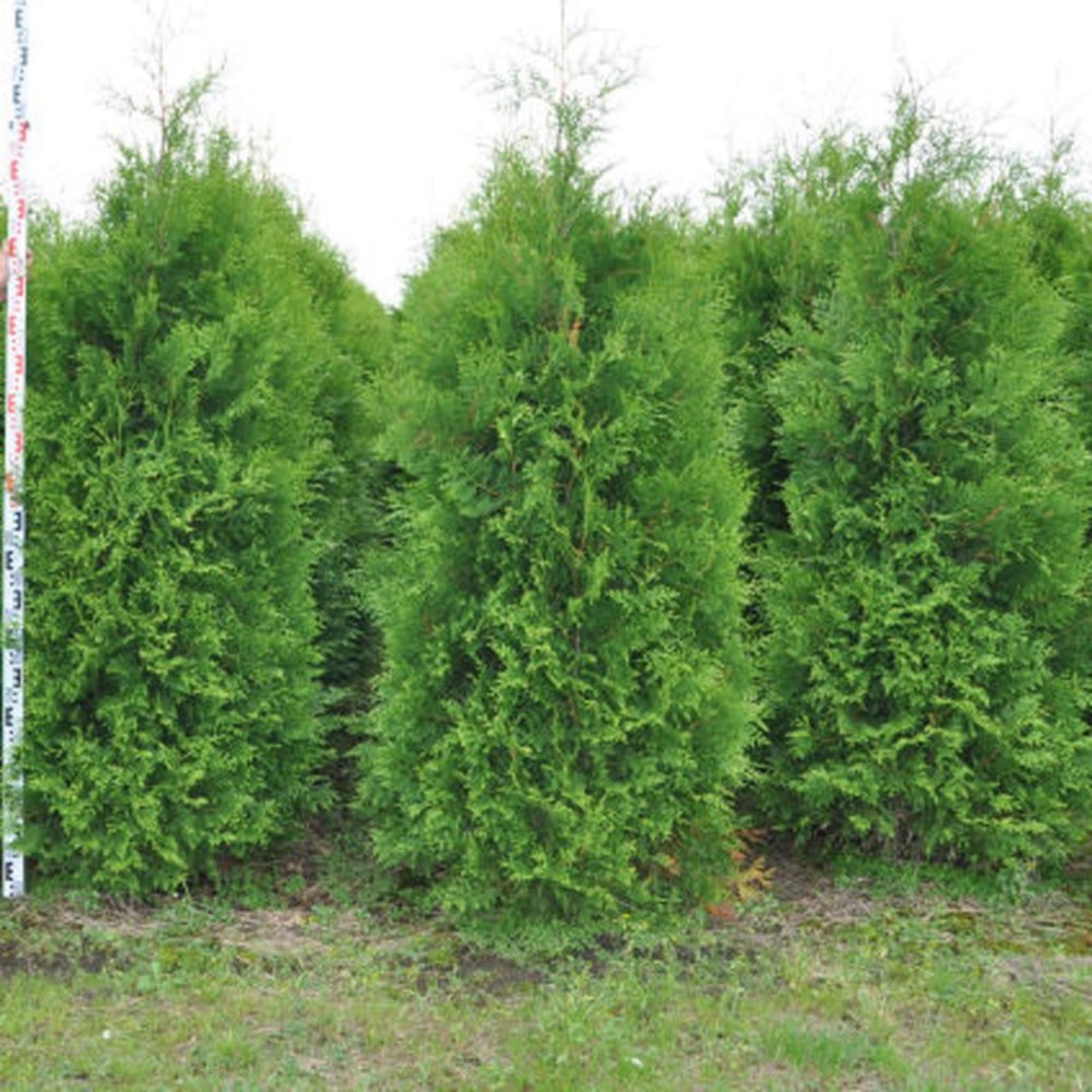 82596816 Туя западная «Брабант» 15x30 см Santreyd  - Вид №2