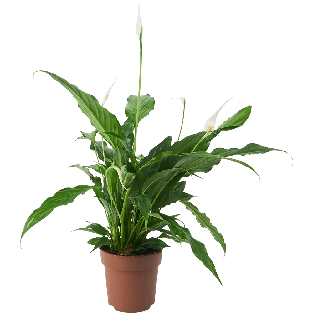 Santreyd Спатифиллум Свит Бенито — изящное комнатное растение с белыми цветами 85324988 STLM-0061544