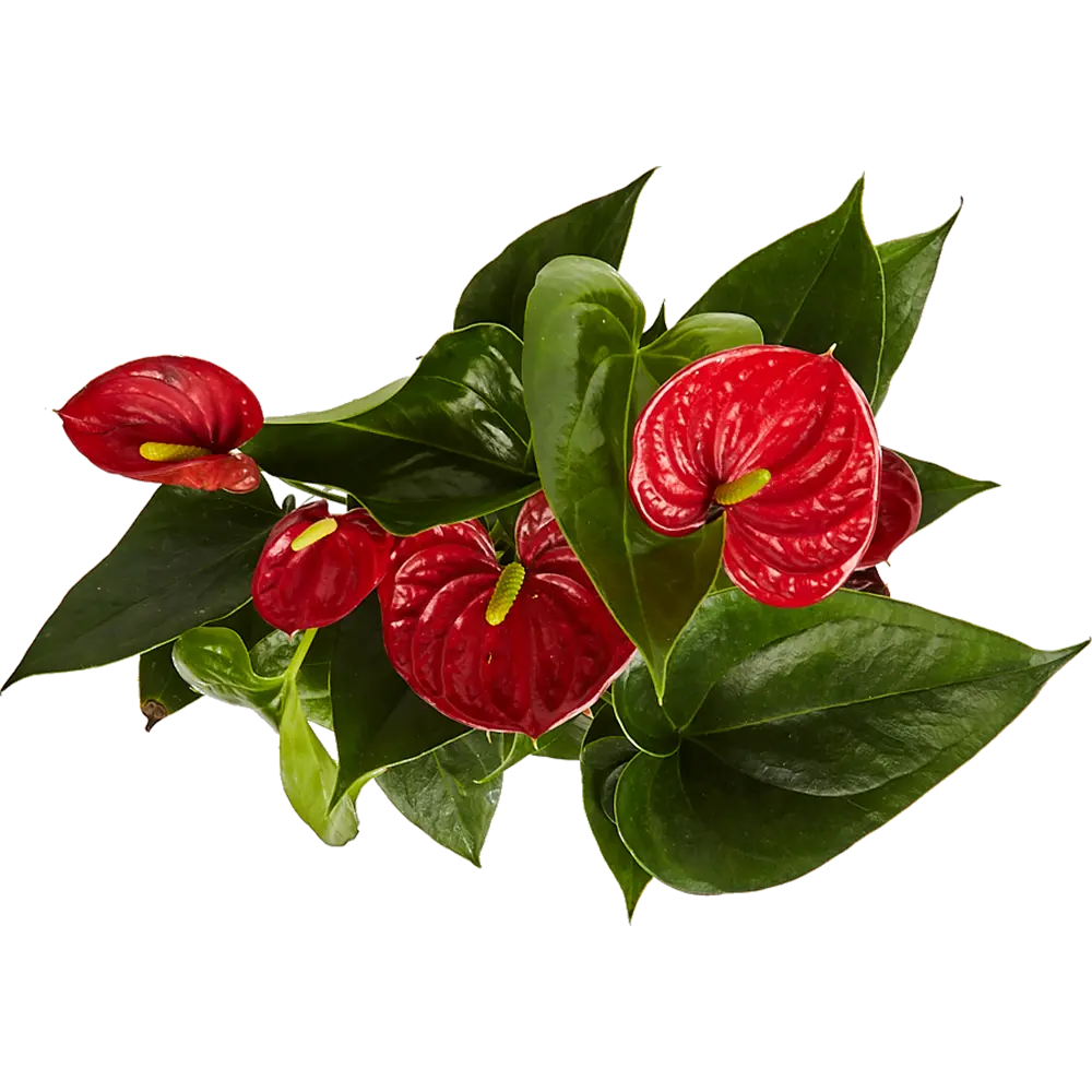 Антуриум андреанум микс Santreyd - цветущее совершенство в вашем интерьере 82579977 STLM-0030547 - Вид №1