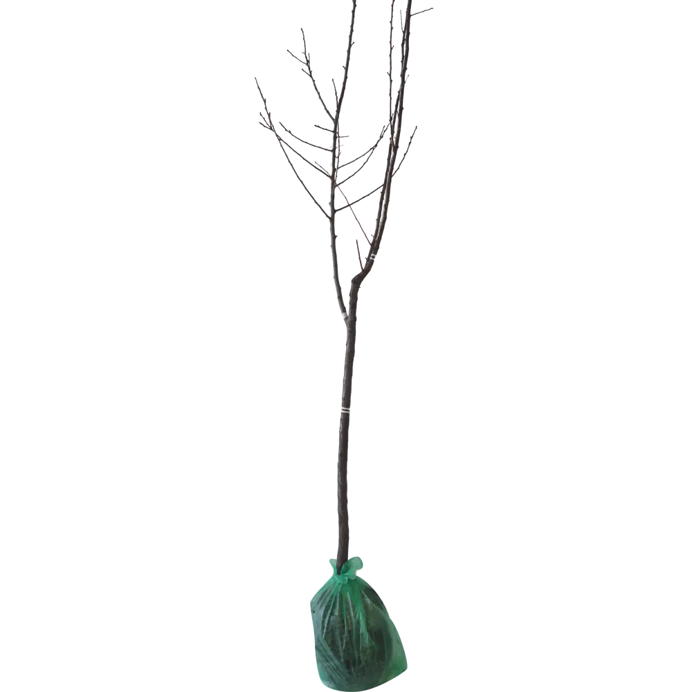 Абрикос Любимый h200 см Поиск Инвест 84399283 STLM-2063270 Santreyd  - Вид №1