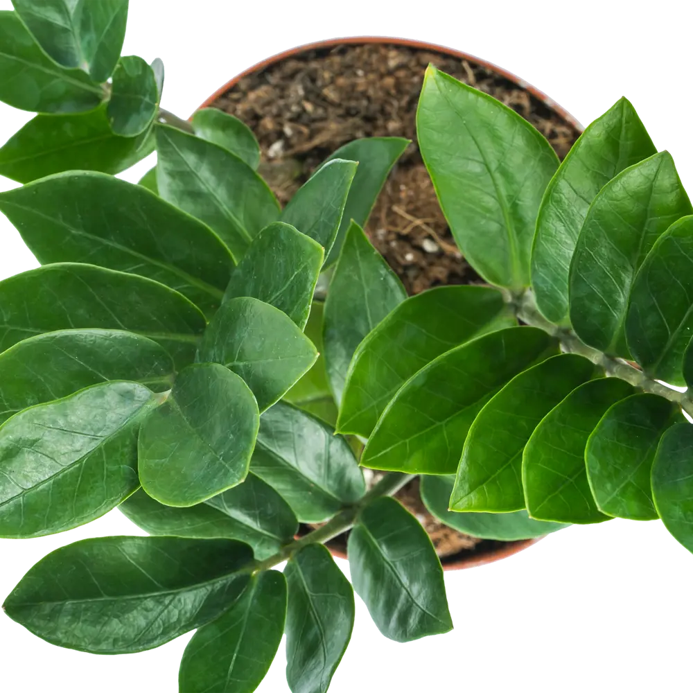 Santreyd Замиокулькас - долларовое дерево для дома и офиса 14750662 STLM-0005097 - Вид №1