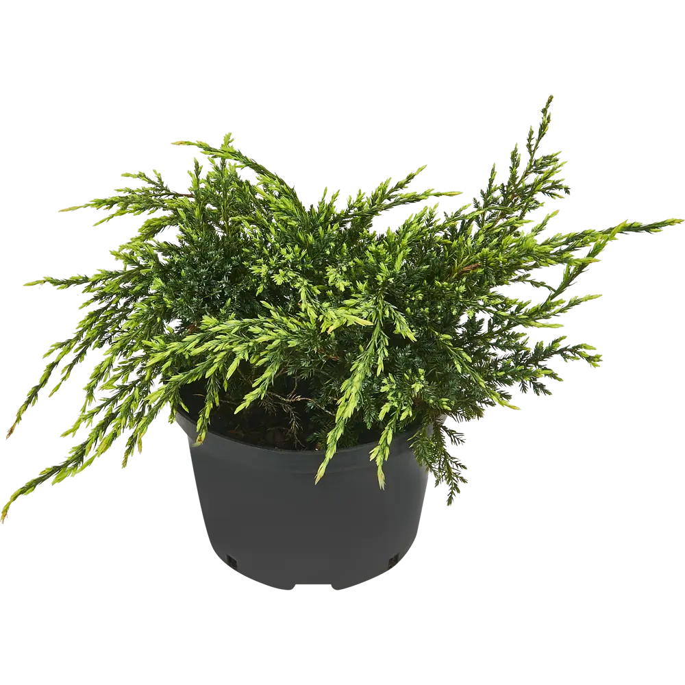 PLANTMARKET Можжевельник Холгер - вечнозеленый кустарник с серебристо-золотой хвоей 84406463 STLM-1585206