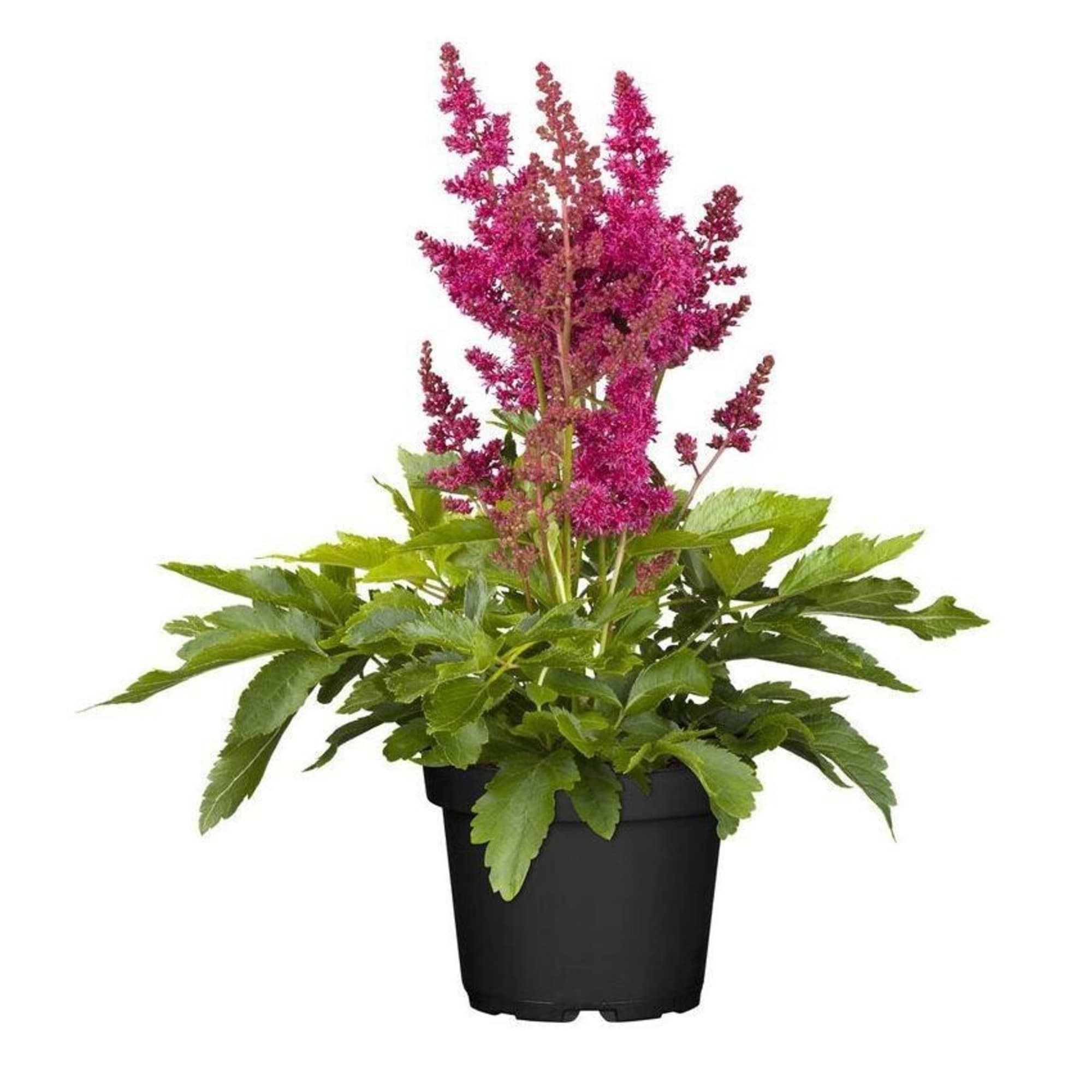 83248183 Астильба h25 ⌀12 см Santreyd 