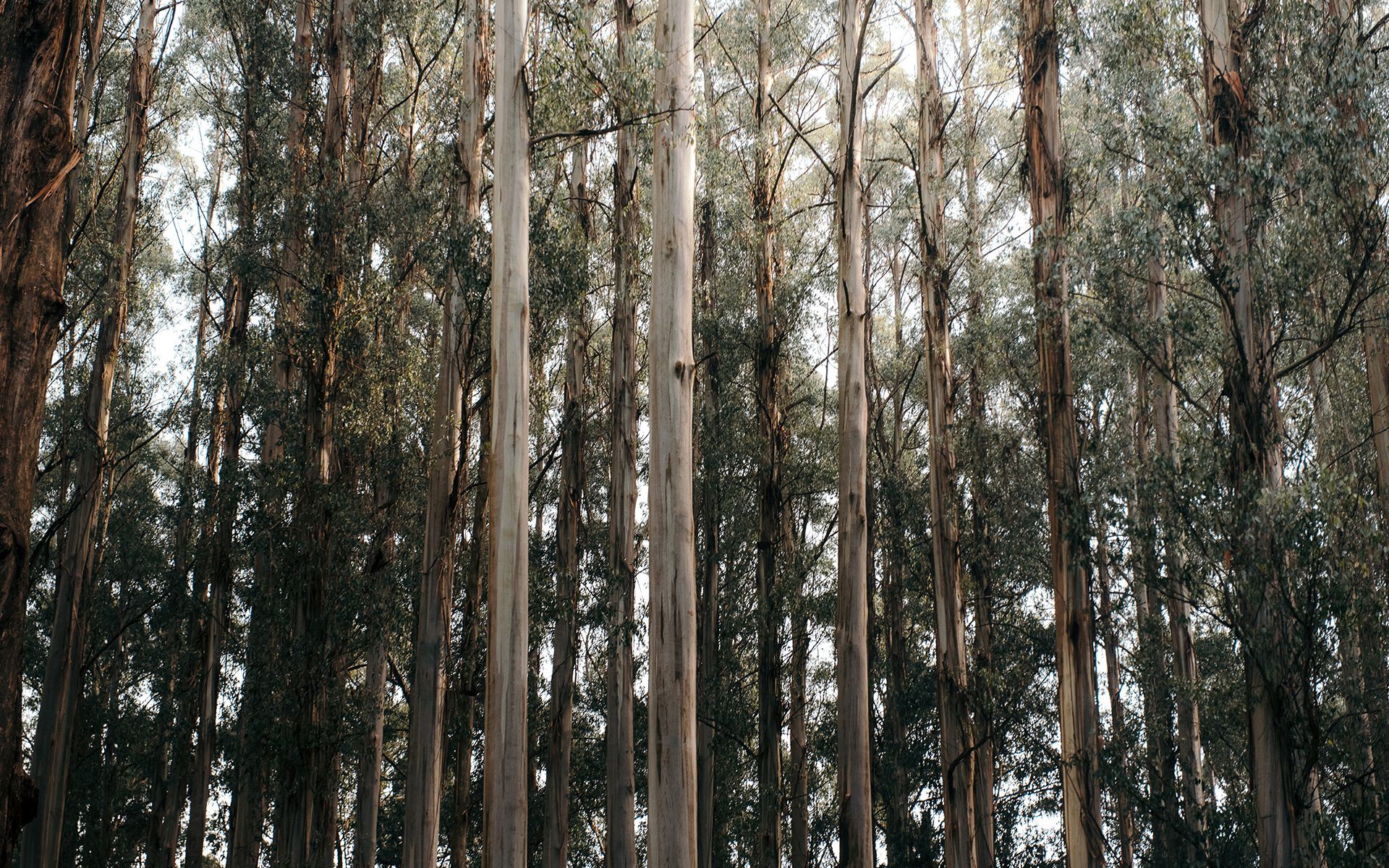 Набор для спа-ароматерапии Aquademy AROMATERAPIA IN ACQUA ARCH-00083585 - Вид №16