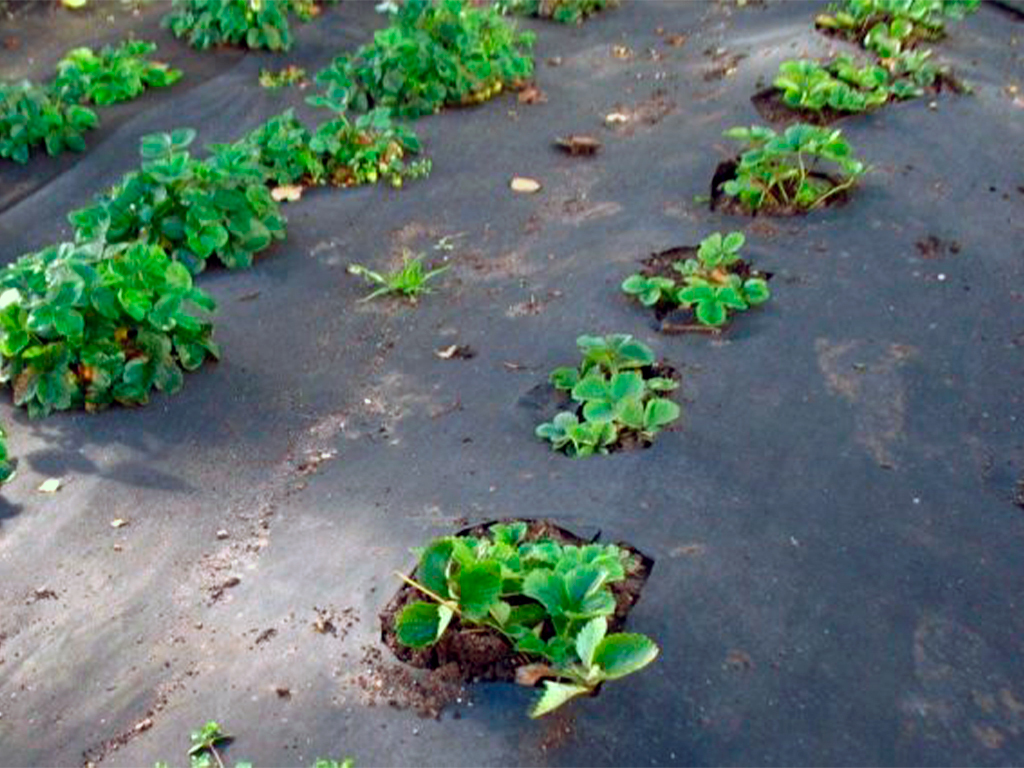 Геотекстиль 200 Строительный и садовый 1,6м x 25м ГеоПластБорд GPBST-107 - Вид №3