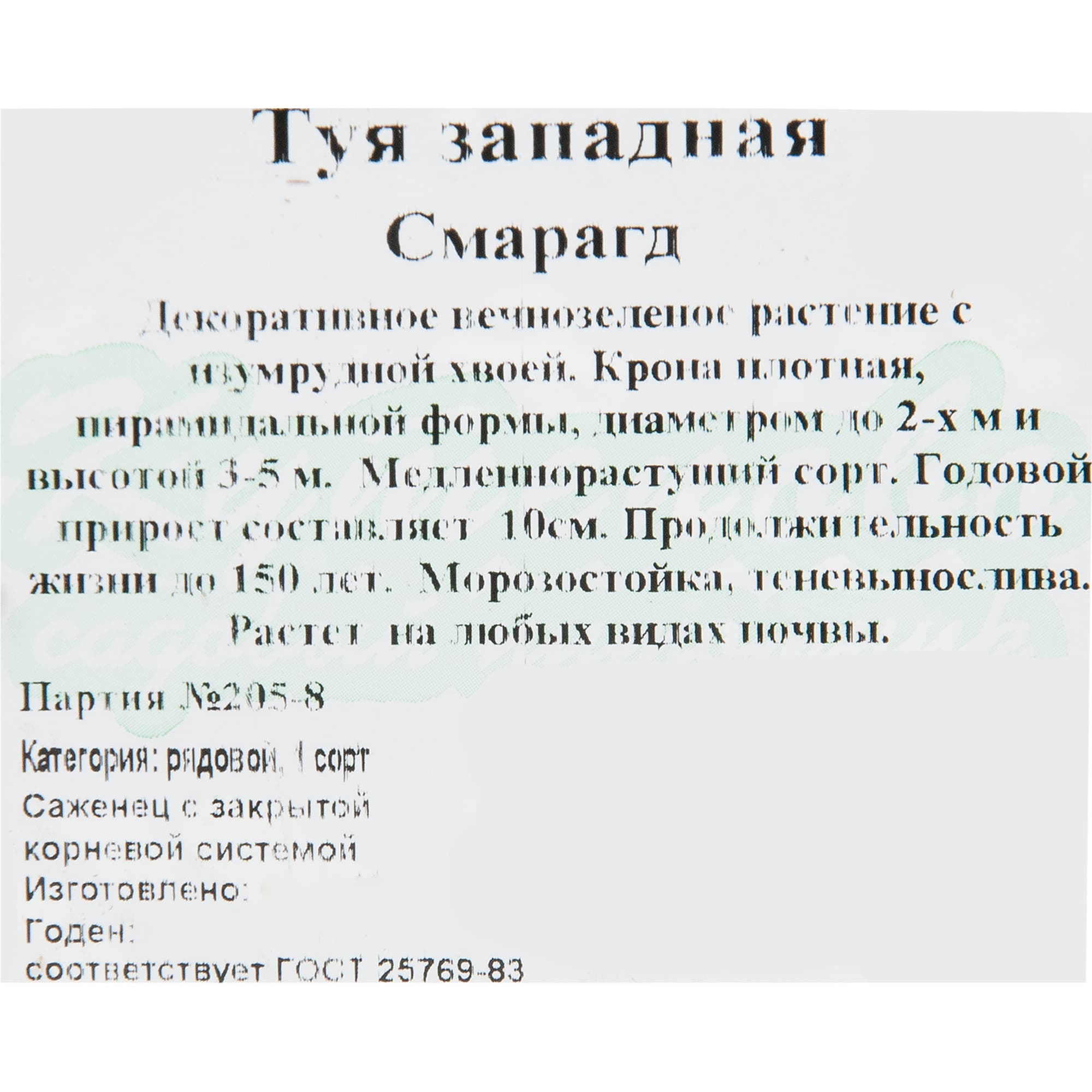 82596817 Туя западная «Смарагд» 15x30 см Santreyd  - Вид №1