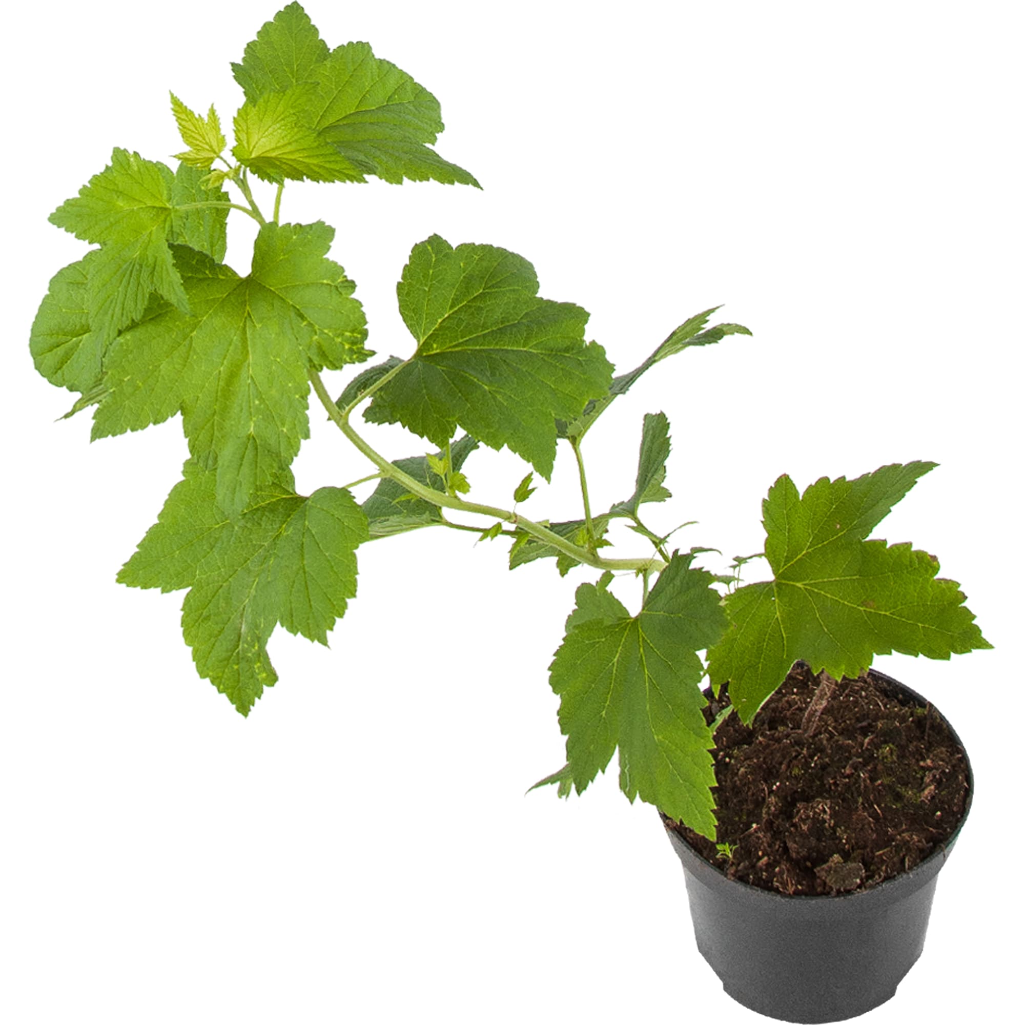 18469851 Смородина чёрная «Гулливер», С3-С4 Santreyd 