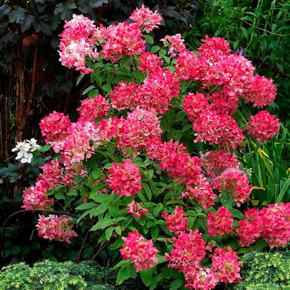 Гортензия метельчатая Даймонд Руж ø19 h30 см 89465482 STLM-2176635 PLANTMARKET 