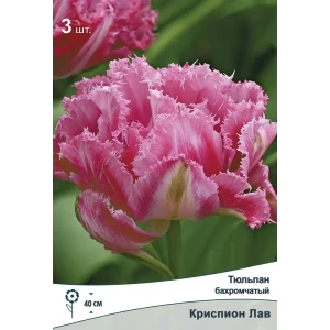 Тюльпан Криспион Лав от ПОИСК - розовые бахромчатые луковицы для сада 89381343
