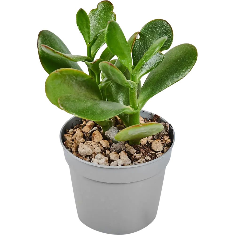 Santreyd Суккулент микс — живой декор для интерьера 82894901 STLM-0037679 - Вид №4