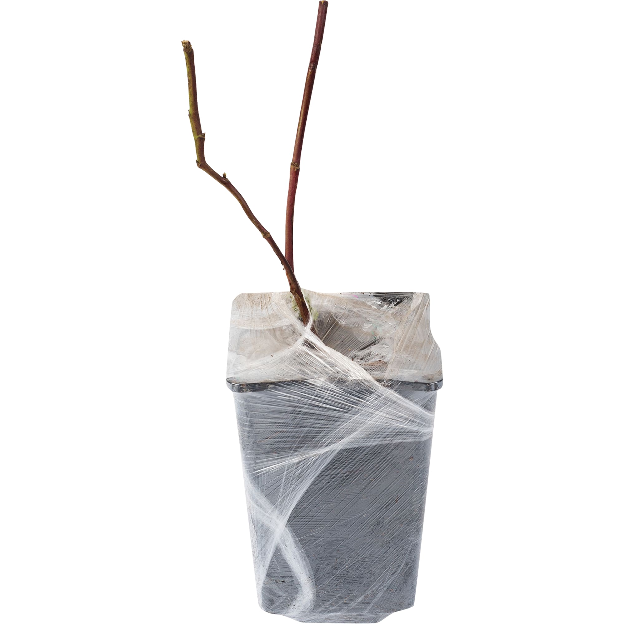 82155343 Ежемалина «Логанберри» в коробке Santreyd  - Вид №1