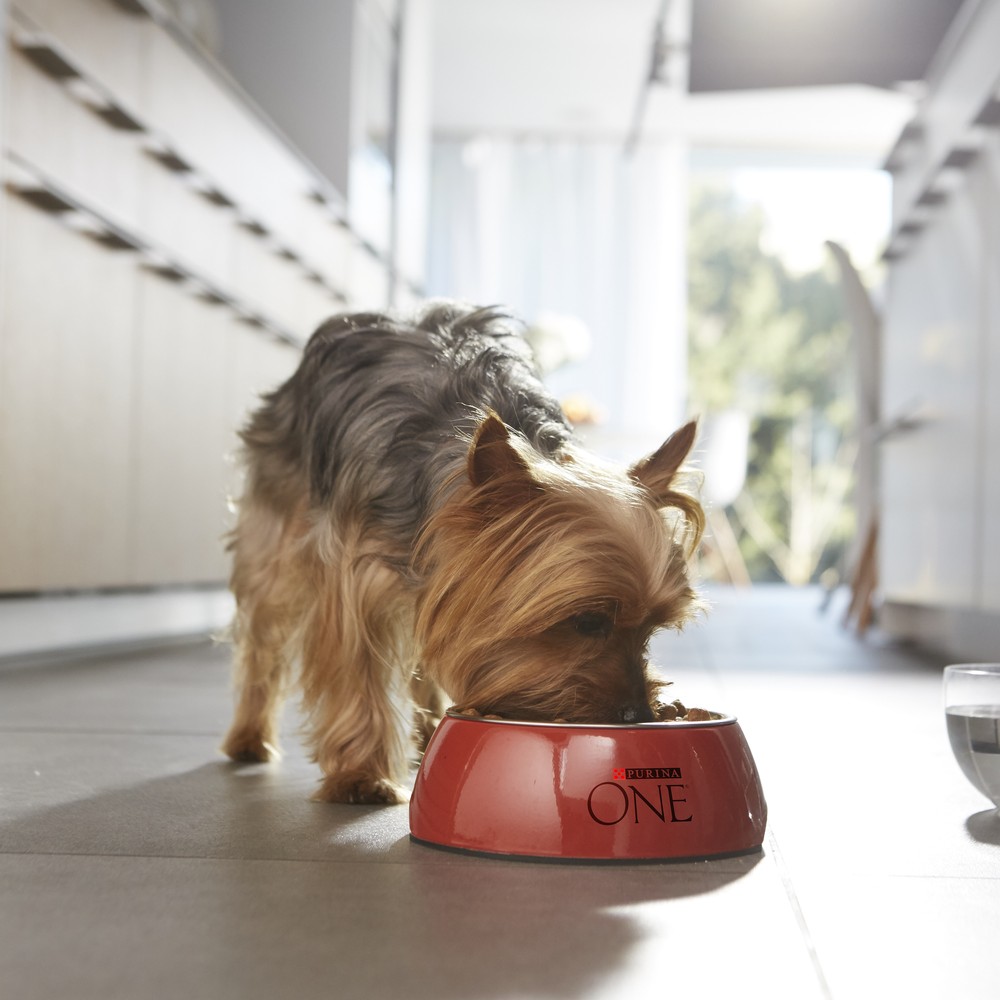 ПР0059700 Корм для щенков для мелких пород, курица, рис сух. 600г ONE  - Вид №3