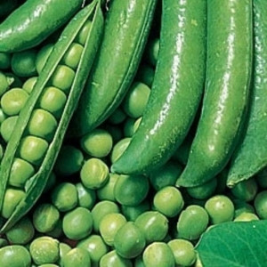 17250997 Семена Горох «Динга»