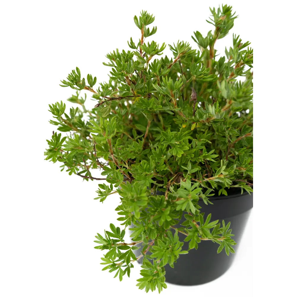 Лапчатка Goldfinger от Santreyd — яркое украшение вашего сада 84841624 STLM-0055910 - Вид №3