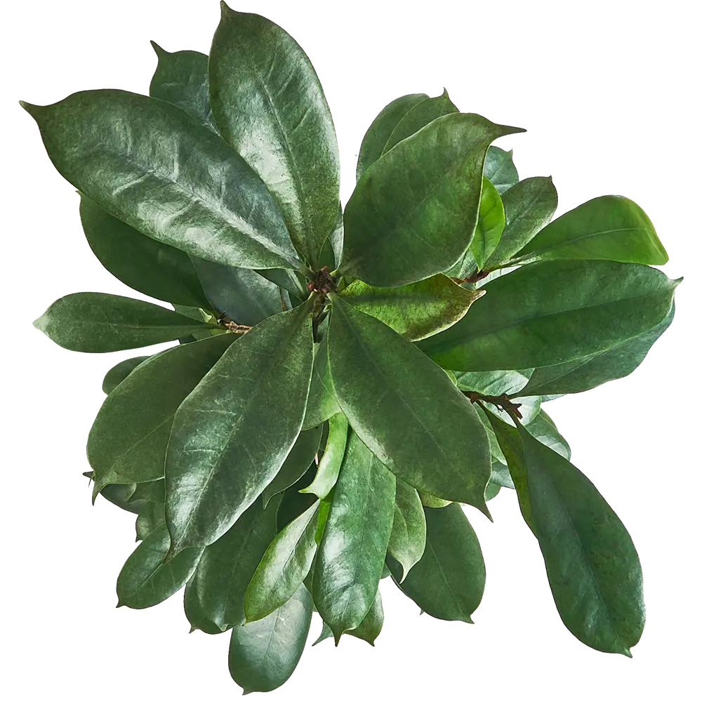 Фикус Киатистипула Santreyd - изящное переплетение стеблей для вашего интерьера 84586918 STLM-0052394 - Вид №2