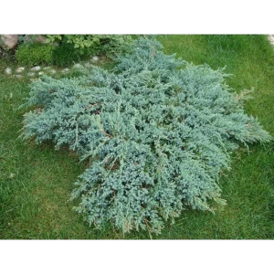 Можжевельник чешуйчатый Блю Карпет ø11 h18 - 22 см