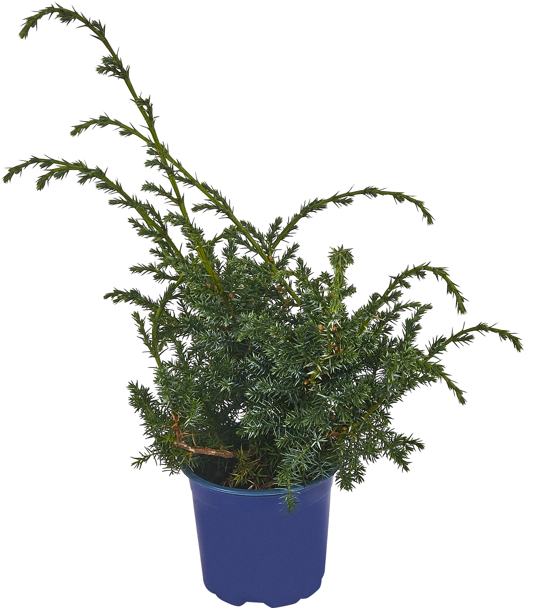 PLANTMARKET Можжевельник Блю Альпс - хвойный кустарник с серебристо-голубой хвоей 84834032 STLM-0055828 - Вид №1