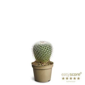 Кактус Мексикан микс ø9 h20 см Santreyd STLM-1353484 89401009