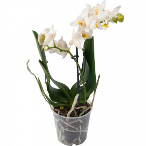 82561754 Мультифлора 12 см