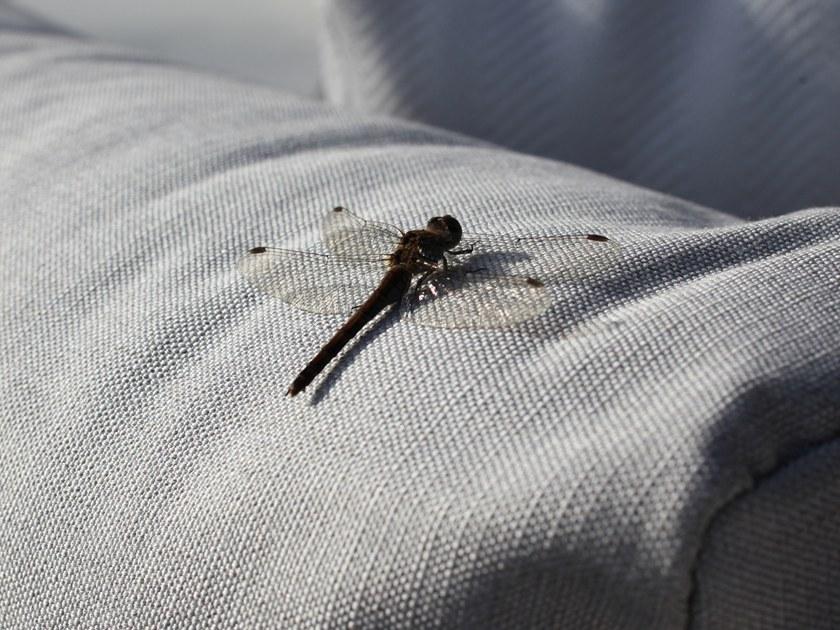 Royal Botania Модульный садовый диван с шезлонгом Lusit Lus... - Вид №4