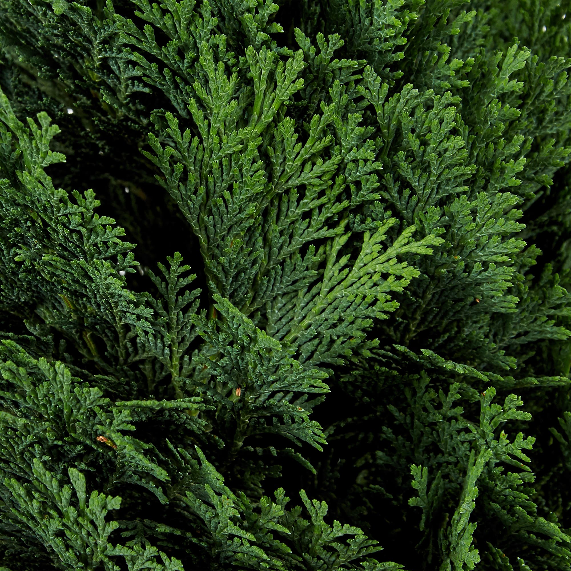 82176390 Кипарисовик Лавсона «Минима Глаука» 7 л 30 см Santreyd  - Вид №2