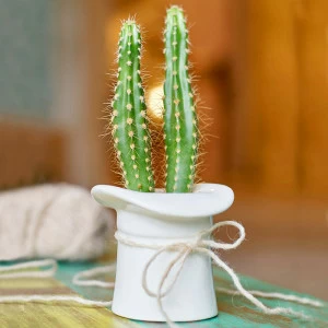 Набор для выращивания eco "Шляпа" ЭКОЧЕЛОВЕКИ  254588 Белый