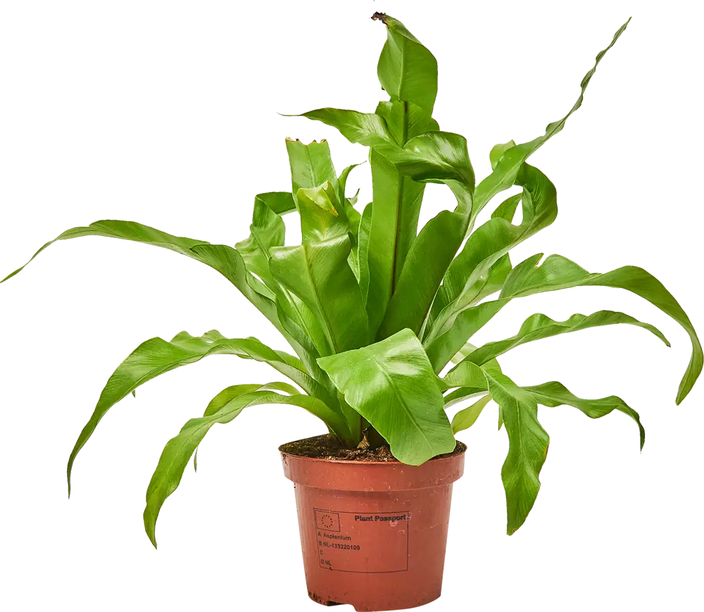 Santreyd Асплениум микс — изящный комнатный папоротник для вашего интерьера 85062753