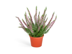 20.5937PU Эрика (вереск) куст тёмно-сиреневый Цветочная коллекция