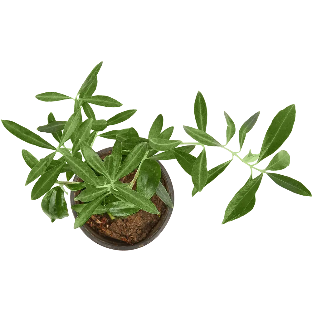 Santreyd Олива европейская — средиземномисский акцент в интерьере 83985980 STLM-0045810 - Вид №1