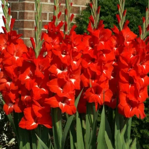 Гладиолус Geolia «Traderhorn», 10х12 см