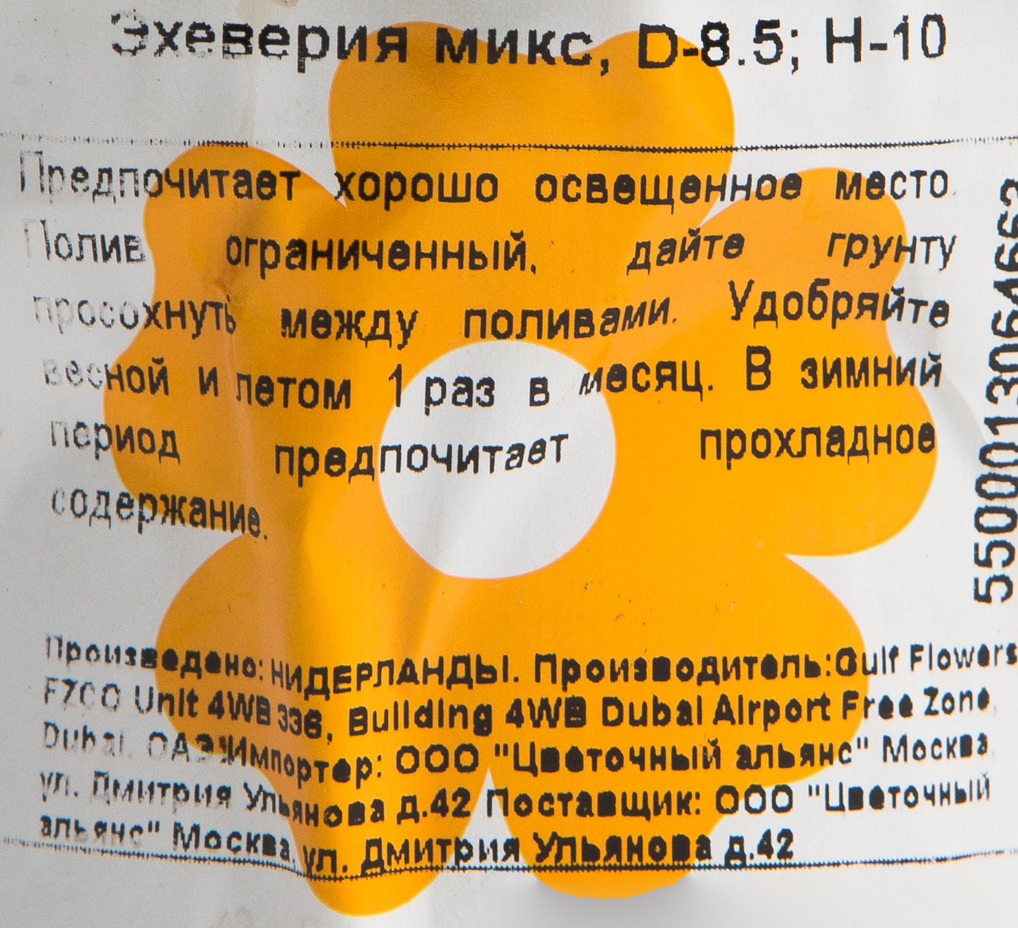 Эхеверия микс Santreyd - суккулент в горшке для интерьера 82548515 STLM-0029504 - Вид №2