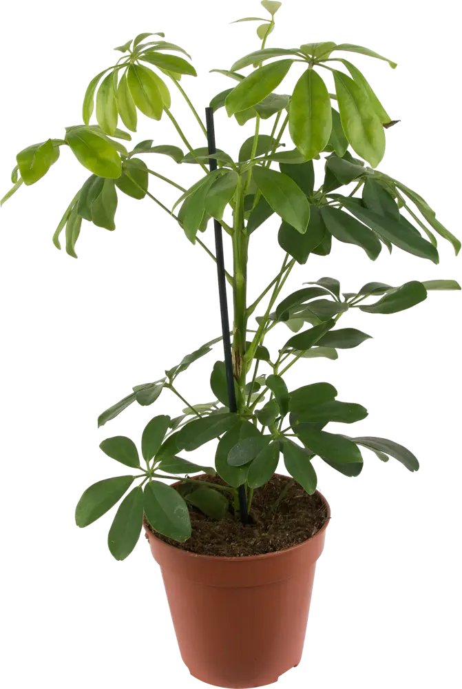 Santreyd Шеффлера Нора - вечнозеленая лиана для интерьера 82399606