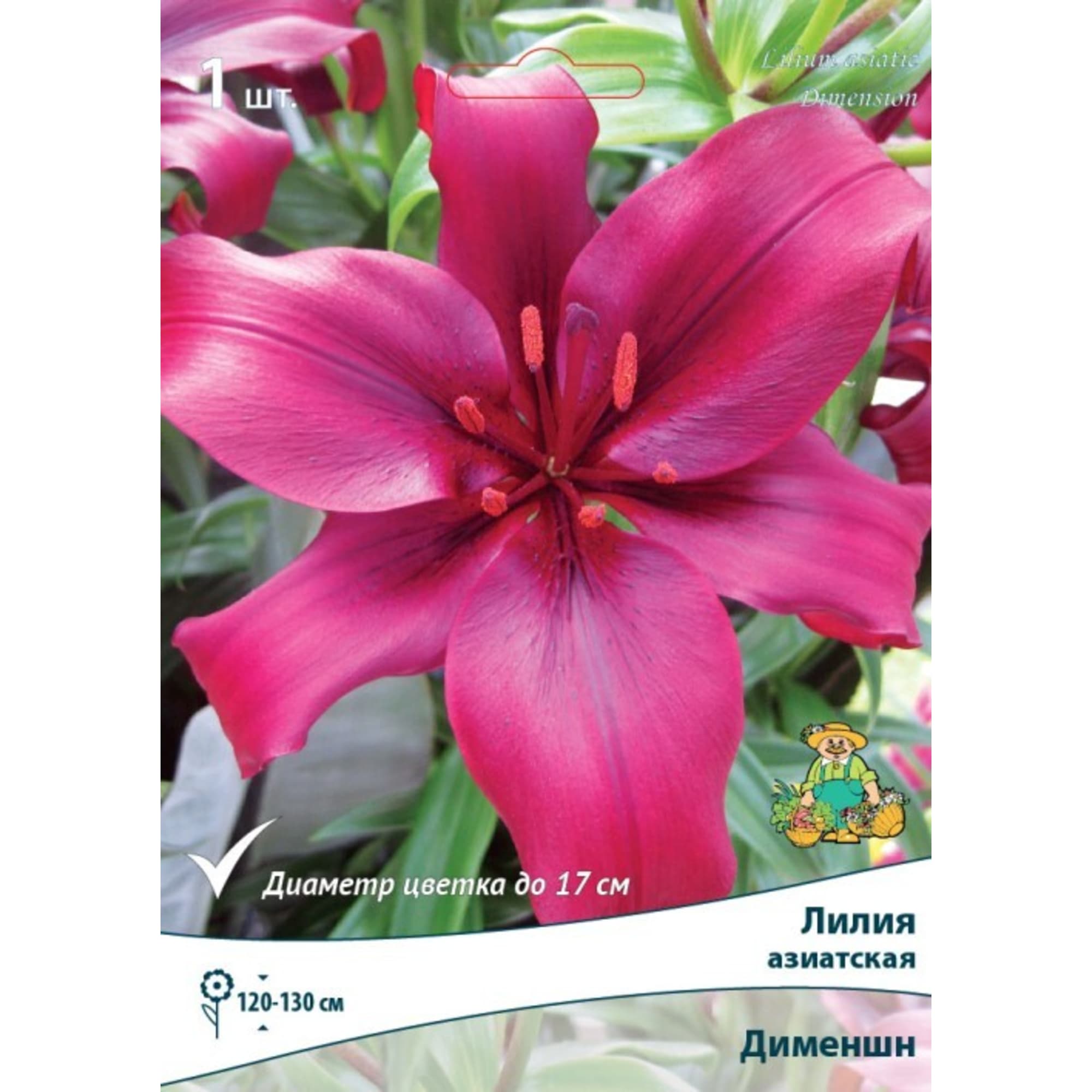 83597429 Лилия азиатская Дименшн луковица 12/14 Santreyd 
