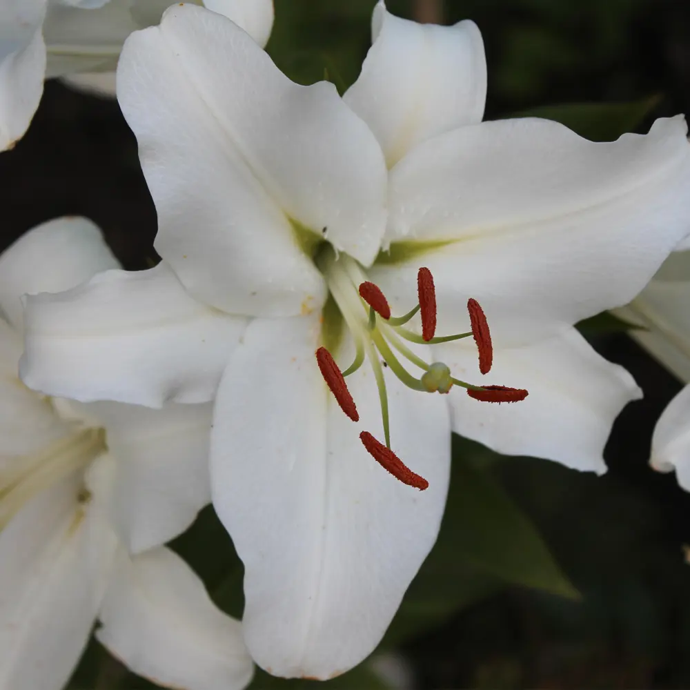 Лилия «Rialto», 14х16 см GEOLIA STLM-2050060