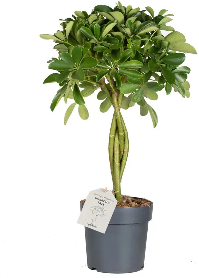 Шеффлера Нора от Santreyd — декоративное дерево с плетеным стволом 87819628