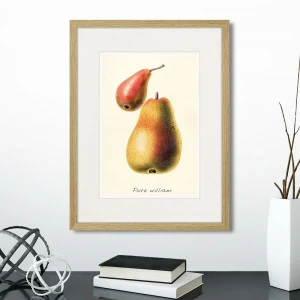 Картина в раме 32х42 см Botany illustration №16, 1836г. КАРТИНЫ В КВАРТИРУ  264502 Желтый;красный;разноцветный