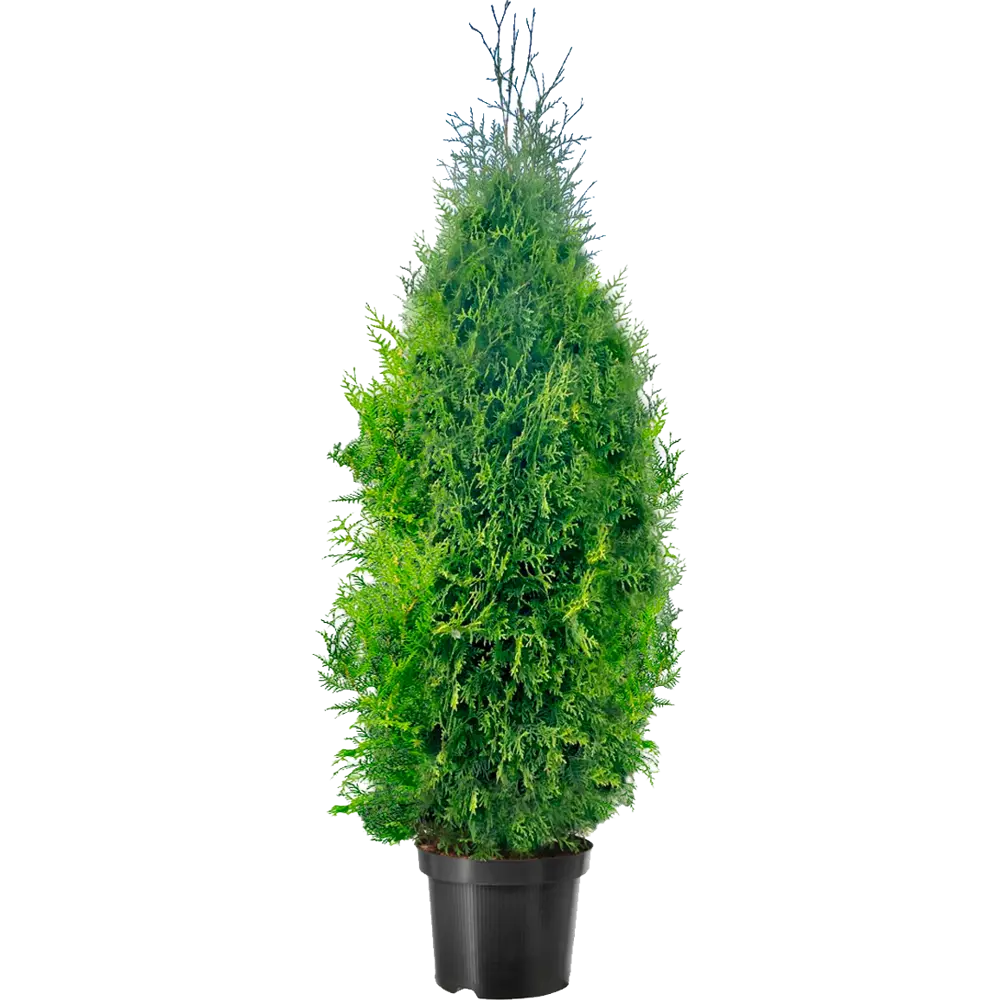 Santreyd: Туя Брабант для живой изгороди 160-180 см 85478037 STLM-1335548