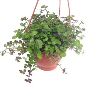 Santreyd Каллизия комнатная - вечнозеленый шар для интерьера 85535956